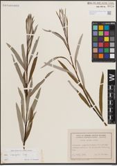 Foto von Salix eleagnos Scop.